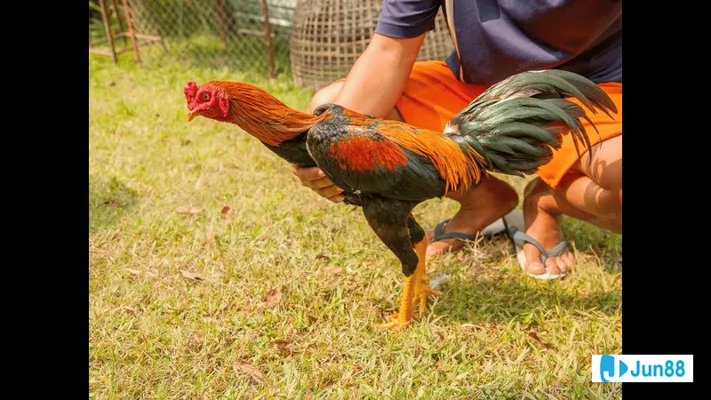 Minh họa cho Tại sao cần bế gà