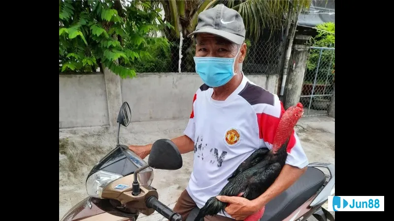 Gà đang ăn thức ăn