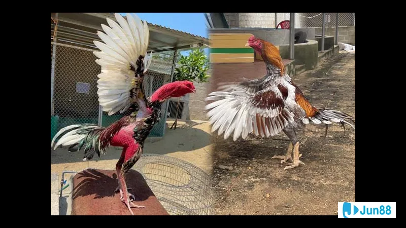 Con gà đang nhảy nhót vui vẻ trên