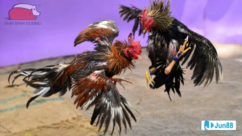 Kỹ thuật đổ gà theo nguyên tắc lai Kỹ thuật đổ gà theo nguyên tắc lai