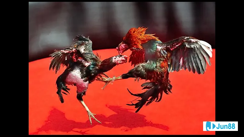 Thách thức trong kỹ thuật đổ gà đá Thách thức trong kỹ thuật đổ gà đá