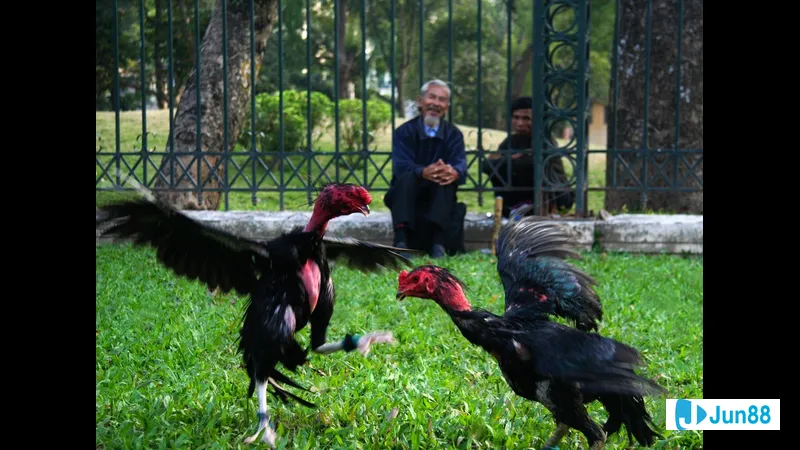 Lối đá gà chọi truyền thống