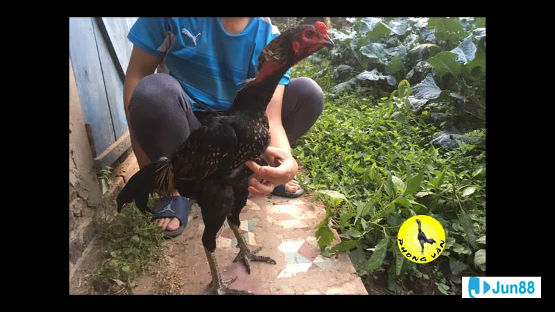 Huấn luyện kỹ năng đá