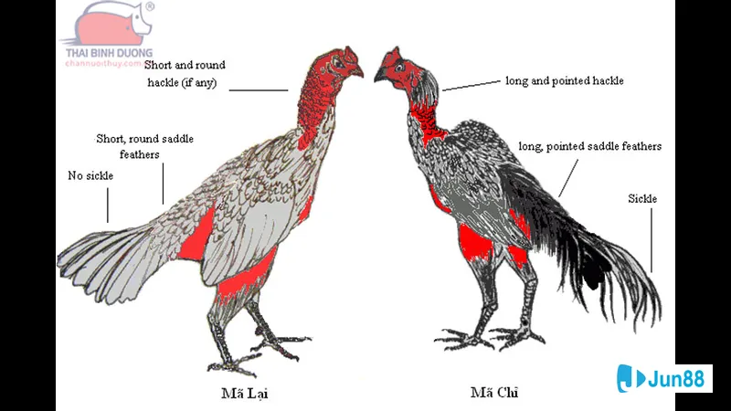 Minh họa cho Giống gà trong bài viết