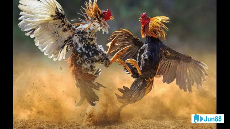 Khu vực nuôi gà chăm sóc vệ sinh Khu vực nuôi gà chăm sóc vệ sinh