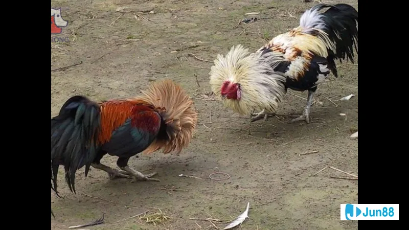 Lịch trình tiêm vắc-xin và tẩy giun điều Lịch trình tiêm vắc-xin và tẩy giun điều