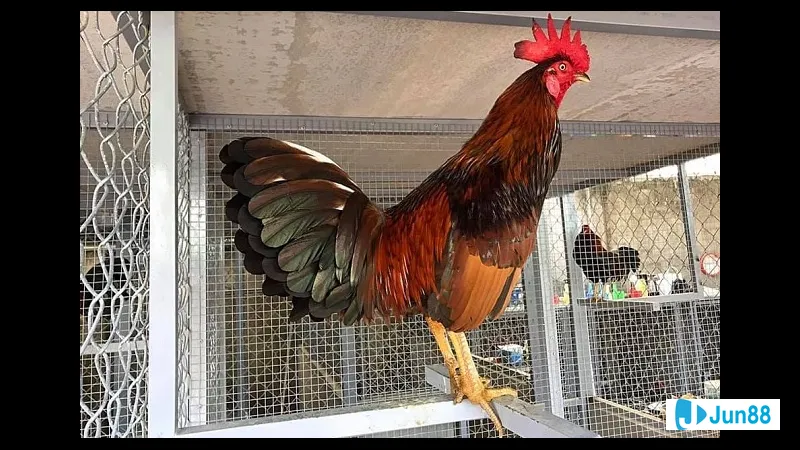 Nuôi gà đá Mỹ cựa sắt