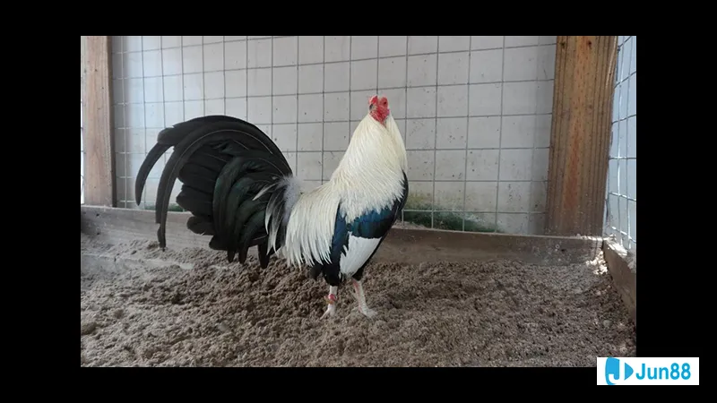 Chế độ dinh dưỡng cho sức khỏe