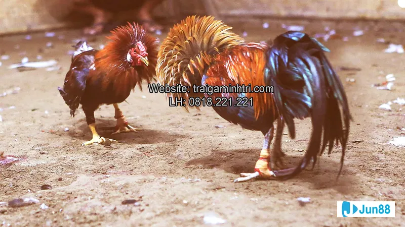 Gà đá Mỹ cựa sắt