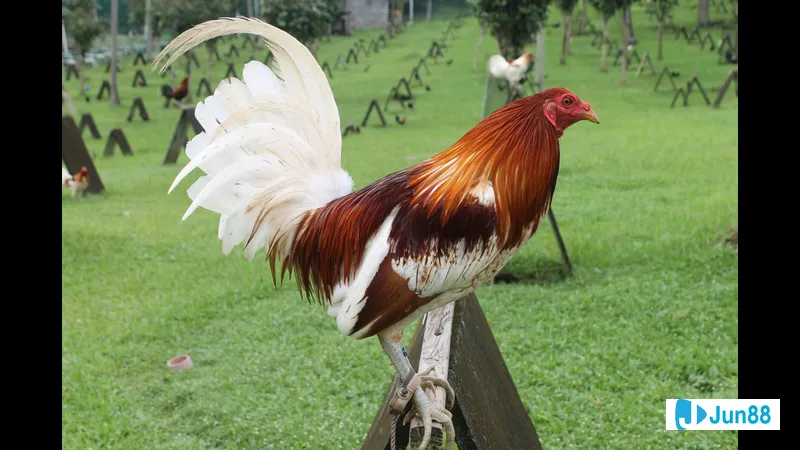 Chuồng trại cho thú cưng hiện đại