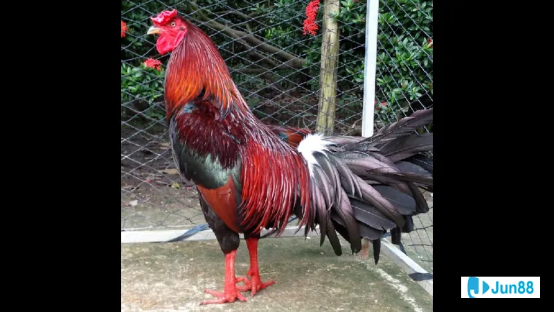 Hạt giống chất lượng